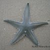 Astropecten marginatus